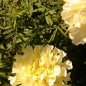 Tagetes erecta 'Vanilla'